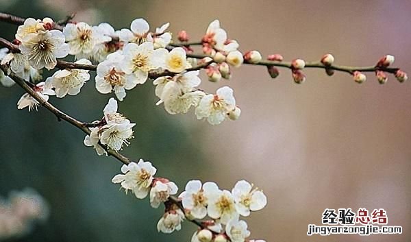 花中君子是什么意思,花中君子是什么花名