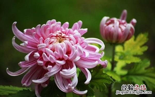 花中君子是什么意思,花中君子是什么花名