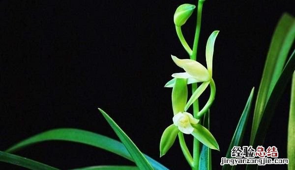 花中君子是什么意思,花中君子是什么花名