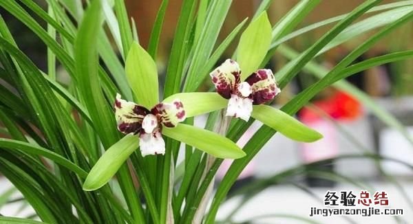 花中君子是什么意思,花中君子是什么花名