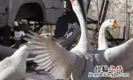 黄鼠狼怕什么