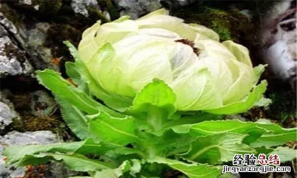 西藏特产,去西藏有什么该买的特产