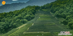 毛尖是什么茶