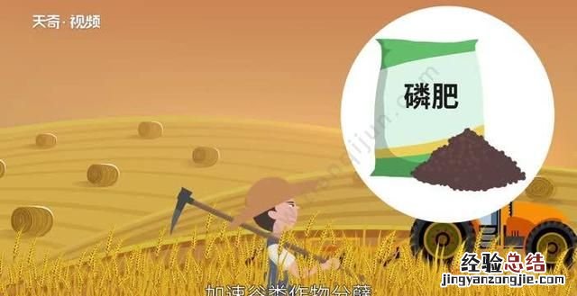 磷肥的作用
