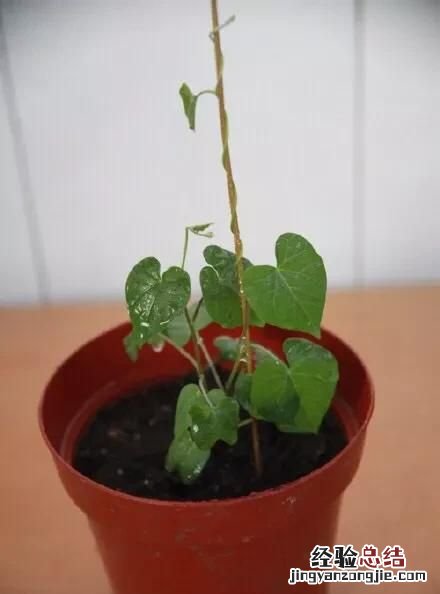 牵牛花哪个品种最漂亮 牵牛花花什么颜色最好看