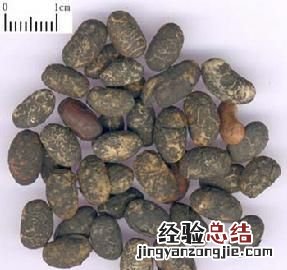 淡豆豉是什么药有何功效 淡豆豉是什么