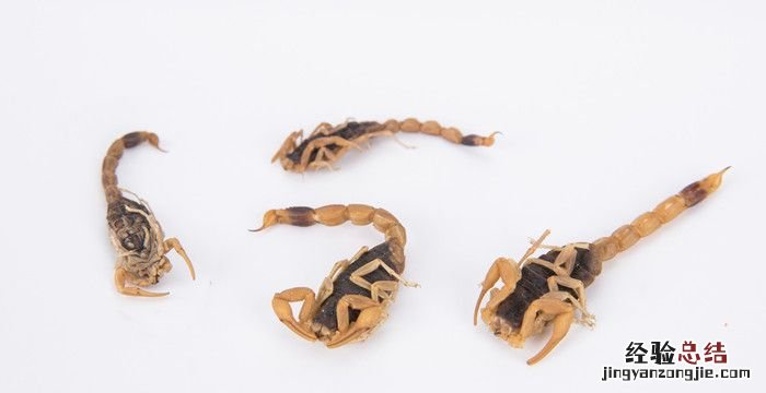 蝎子吃什么,小蝎子吃什么