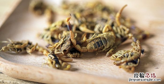 蝎子吃什么,小蝎子吃什么