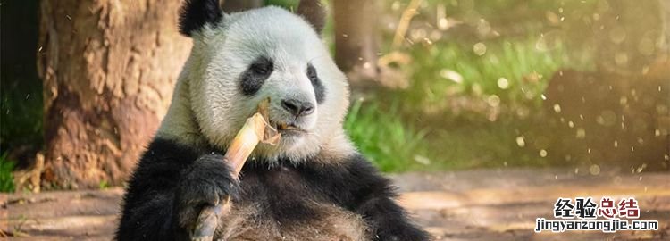 大熊猫的习性，大熊猫的皮色习性