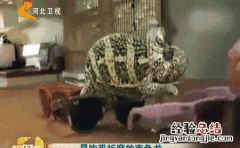 珠宝界有哪些多色宝石