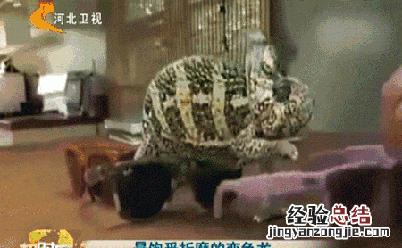 珠宝界有哪些多色宝石