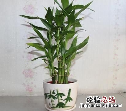 富贵竹怎么水养，富贵竹怎么养比较容易活