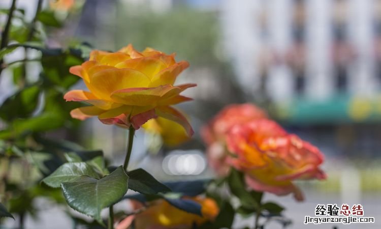 月季花是什么颜色