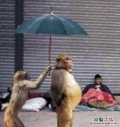 阿里巴巴怎么找代理店铺