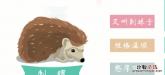 小刺猬吃什么，非洲迷你刺猬都吃什么第一天饲养不知道该喂什么