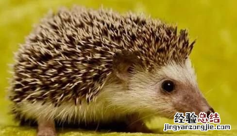 刺猬养殖基地 如何养殖刺猬