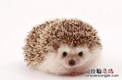 刺猬养殖基地 如何养殖刺猬