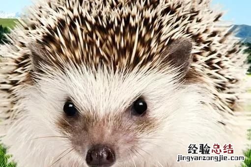 刺猬养殖基地 如何养殖刺猬