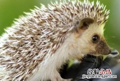 刺猬养殖基地 如何养殖刺猬