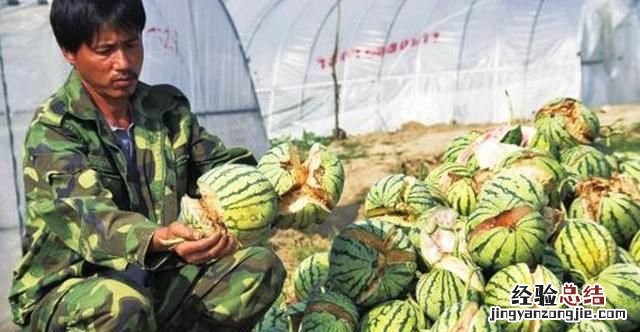 西瓜的种类，西瓜的品种有哪些