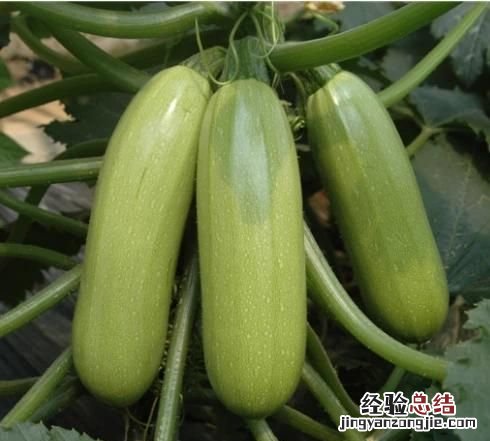 北瓜怎么吃 什么是北瓜