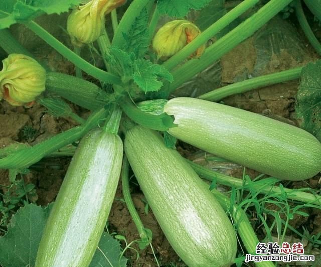 北瓜怎么吃 什么是北瓜