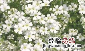 满天星怎么养，满天星鱼缸养殖方法