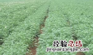 满天星怎么养，满天星鱼缸养殖方法