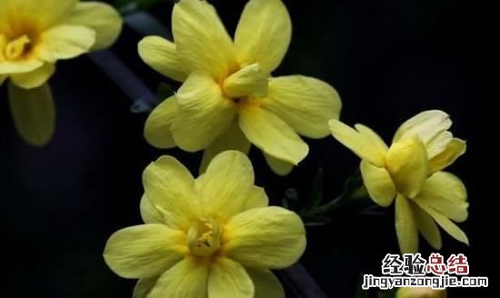 迎春花冠什么色，迎春花是什么颜色