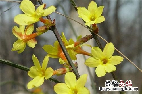 迎春花冠什么色，迎春花是什么颜色