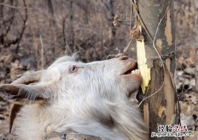 为什么树干都是圆的,树干为什么是圆的