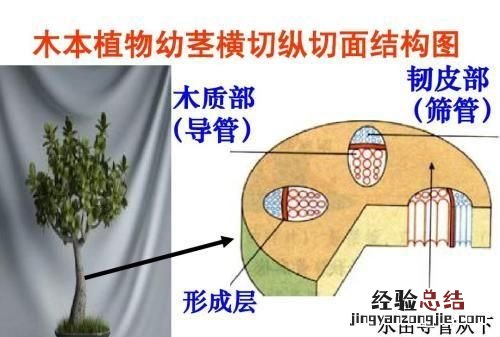 为什么树干都是圆的,树干为什么是圆的