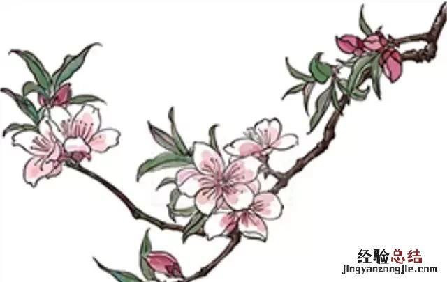 ps荷花工笔画步骤教程 ps如何把照片做成工笔画效果
