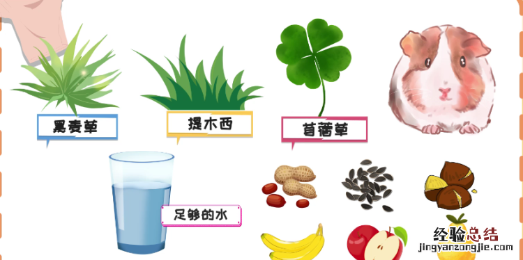 荷兰猪吃什么