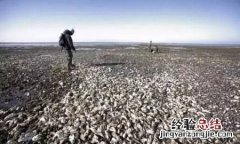 丹麦生蚝泛滥成灾,具体原因是什么呢