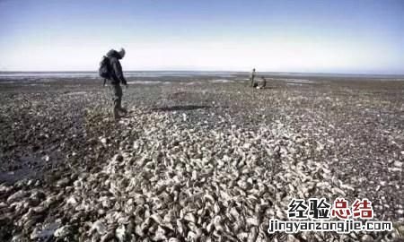 丹麦生蚝泛滥成灾,具体原因是什么呢