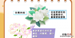 茉莉花花语，马达加斯加茉莉花语