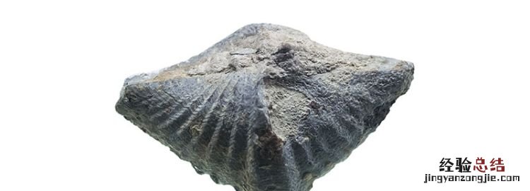 化石是怎样形成的