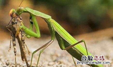 螳螂吃什么