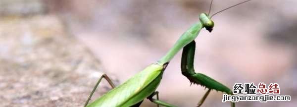 螳螂吃什么