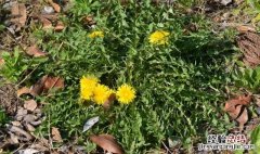 老一辈儿人是如何巧用蒲公英的,老中医讲解蒲公