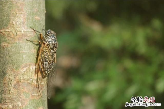 蝉是益虫还是害虫正确答案 农村的蝉到底是害虫还是益虫