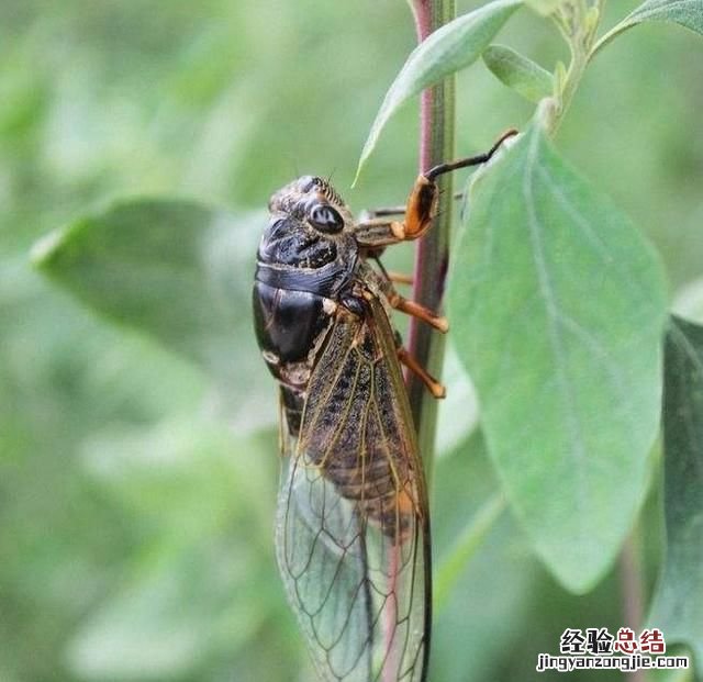 蝉是益虫还是害虫正确答案 农村的蝉到底是害虫还是益虫