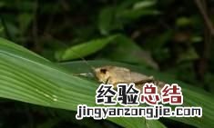 纺织娘是什么