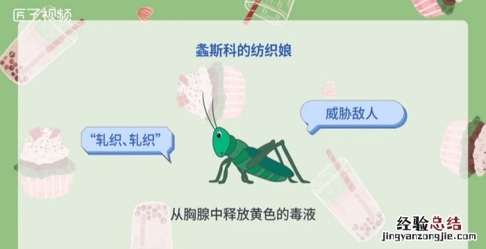 纺织娘是什么