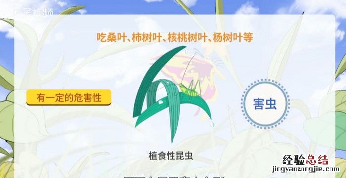 纺织娘是什么