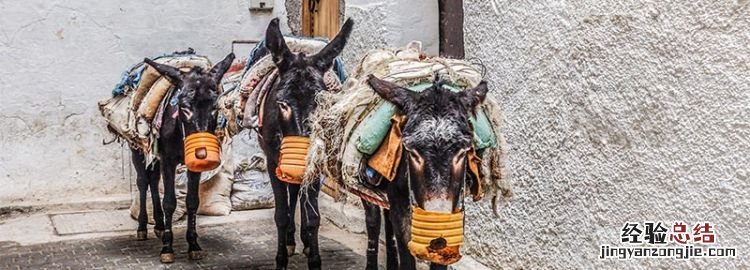 骡子分公母吗，骡子分公分母