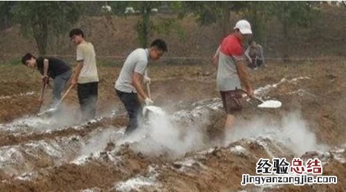 如何种植草莓全教程 如何种植草莓