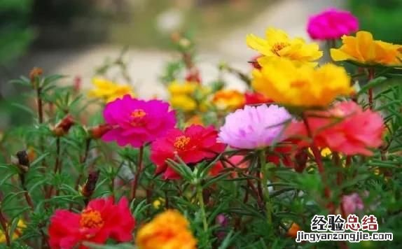 太阳花怎么养护