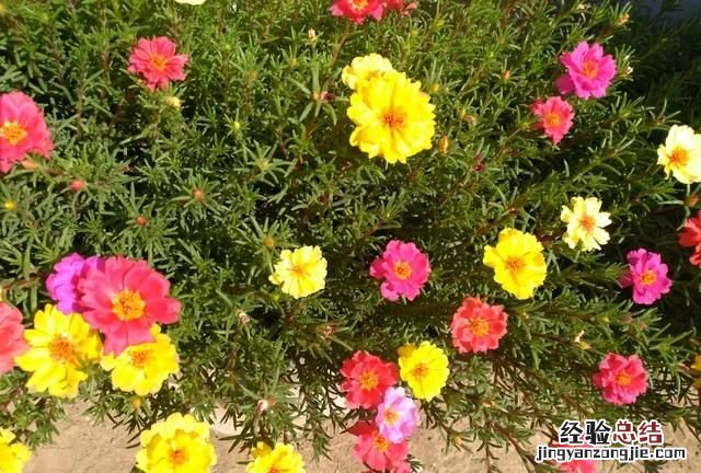 太阳花怎么养护